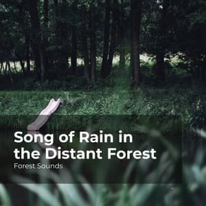 Song of Rain in the Distant Forest - Forest Sounds