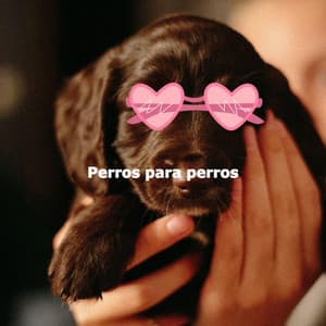 Perros para perros - Jazz for Work