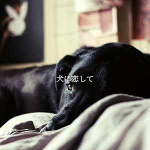 犬に恋して - Luxury Hotel Music