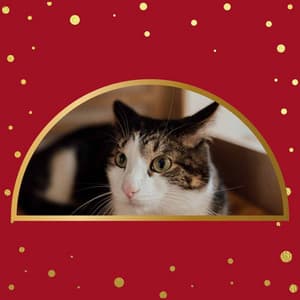 Background Music - Black Cats - Calm Cat Music