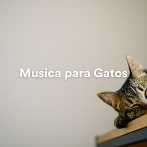 Musica para Gatos - Musica para Gatos