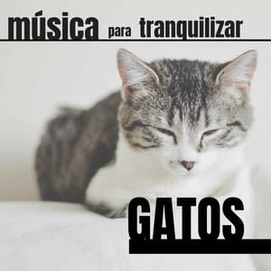 Música para Tranquilizar Gatos - Gatos Especialistas