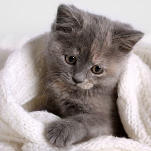 Serene Purrfection: Tranquil Meditation Melodies for Calming Cats - Meditation Music Legends