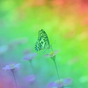 Bossa Guitars - Background Music for Study Shapes - Agradable Musica para Leer