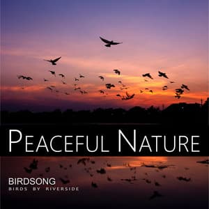 Birdsong - Birds by Riverside - Birds Ambient