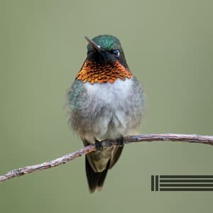 Angenehme Vogel- und Waldgeräusche - Vogelstimmen Welt