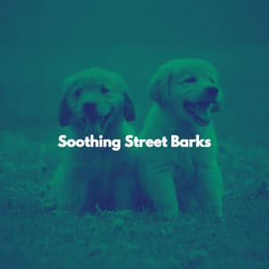 Soothing Street Barks - Evening Jazz Bgm