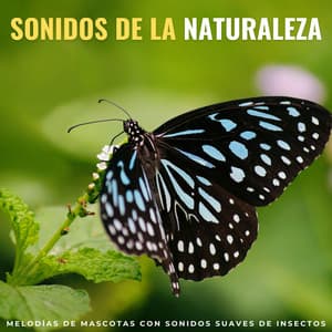 Sonidos De La Naturaleza: Melodías De Mascotas Con Sonidos Suaves De Insectos - Etiqueta de la naturaleza