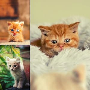 Relaxing Music for Peaceful Times with Cat - Harmonica Solo - Calming Music for Cats