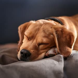 Momentos Silenciosos: Música De Orquesta Para Mascotas - Jason Humphries