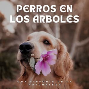 Perros en los Árboles: Una Sinfonía de la Naturaleza - Los paisajes sonoros de la naturaleza