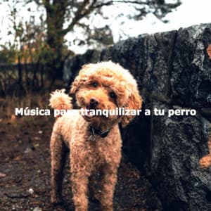 Música para tranquilizar a tu perro - Evening Jazz Chill