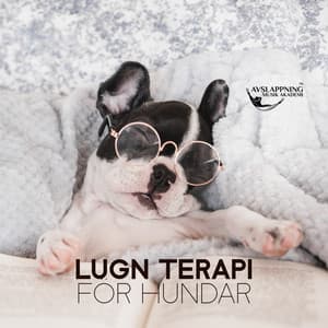 Lugn terapi för hundar: Djup separation, ångest, stresslindring, Hundsömn - Avslappning Musik Akademi