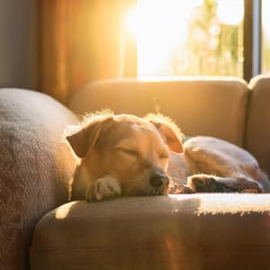 Momentos Silenciosos De Perros: Melodías Lofi Para La Paz - Registradores de campo natural