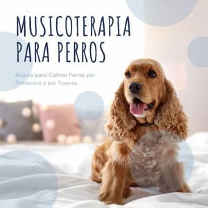Musicoterapia para Perros: Música para Calmar Perros por Pirotecnia o por Truenos - Thiago Mascotas