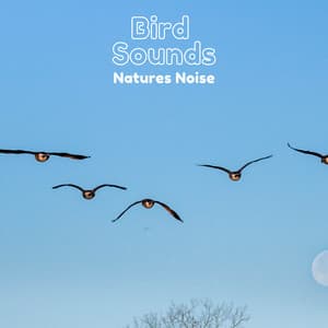 Bird Sounds Natures Noise - Natural Sample Makers