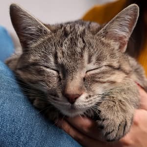 Armonía Felina: Música Suave Para Gatos - Analogía de la comedia