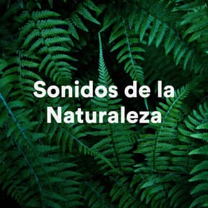 Sonidos de la Naturaleza - Relajarse Meditar Dormir