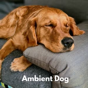 Ambient Dog - Musica Relajante para Perros Clasico