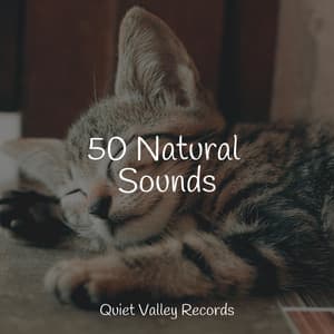 50 Natural Sounds - Meditation Awareness