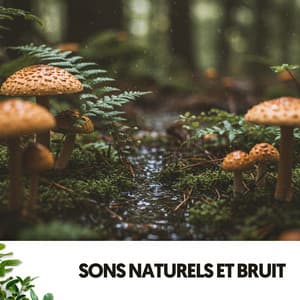 Sons Naturels et Bruit : Chute de Pluie dans la Forêt - Solfeggio Frequencies 528Hz