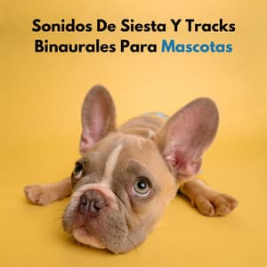 Sonidos De Siesta Y Tracks Binaurales Para Mascotas - Reiki para animales
