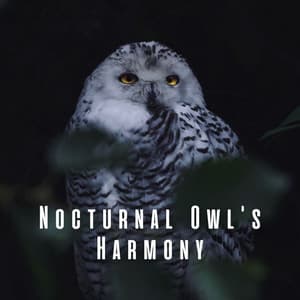Nocturnal Owl's Harmony - Nature & Sounds Backgrounds