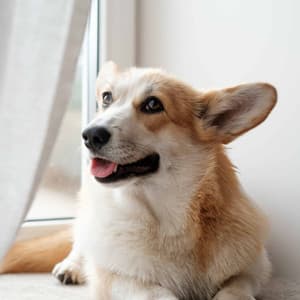 Artistic Music for Wolfy Doggy - Jazz Quintet - Separation Anxiety Dog Music