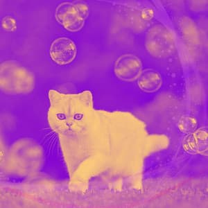 Pleasant - Cats - Cat Music Experience