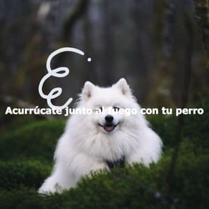 Acurrúcate junto al fuego con tu perro - Breakfast Lounge Music