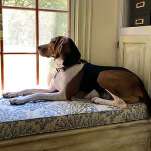 Canine Serenity: Rain on the Window Sounds for Dogs - rainstantly