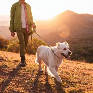 Ritmos De Ladrido: Melodías Juguetonas Para Perros - Almuerzo etéreo