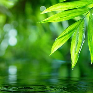 Rainfall Symphony: Calming Raindrops in Harmony - Calm Harmony