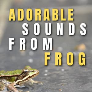Adorable Sounds from Frog - Frog Sounds