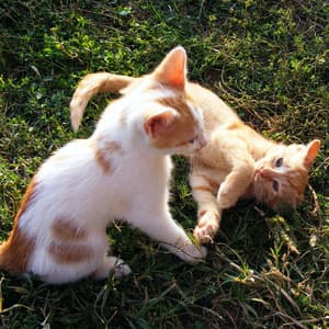 Serenity with Cats: Piano Rain's Gentle Presence - Nature Field Recordings