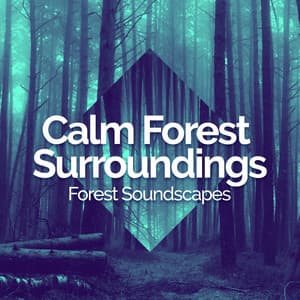 Calm Forest Surroundings - Forest Soundscapes