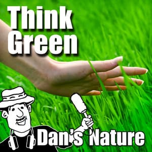 Think Green - Dan's Nature