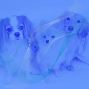 Music for Doggy Mental Health - Trumpet Jazz - Relaxing Dog Music