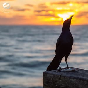 El Canto De Los Pájaros En La Costa - Mother Nature Ambience