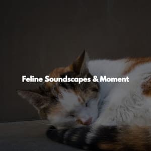 Feline Soundscapes & Moment - Night Time Jazz Culture
