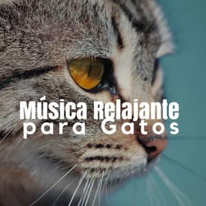 Música Relajante para Gatos  Sonidos de la Naturaleza y Música Calma - Paraíso Secreto