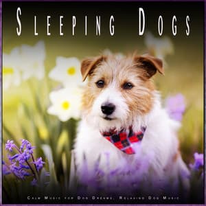 Sleeping Dogs: Calm Music for Dog Dreams, Relaxing Dog Music - Dog Music