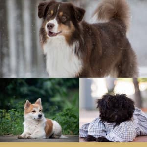 Doggy Meal Time - Songs for Dogs to Sleep To