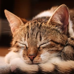 Music For Cats And Their Calm Moments - Music for Cats Project