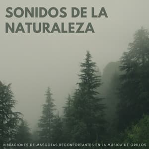 Sonidos De La Naturaleza: Vibraciones De Mascotas Reconfortantes En La Música De Grillos - Grillos Cantantes