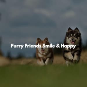 Furry Friends Smile & Happy - Jazz for Work Playlists