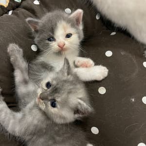 Jazz Whiskers: Gentle Tunes for Happy Kitties - The Jazz Cats