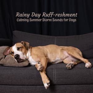 Rainy Day Ruff-reshment: Calming Summer Storm Sounds for Dogs - Calm Rain Music