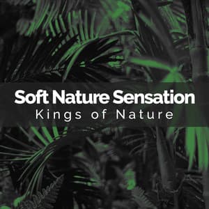 Soft Nature Sensation - Kings of Nature