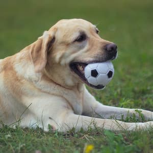 Ambient Adventures: Playful Dogs Ambient Music - Afternoon Chill Out Playlist